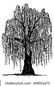 Featured image of post Transparent Willow Tree Silhouette